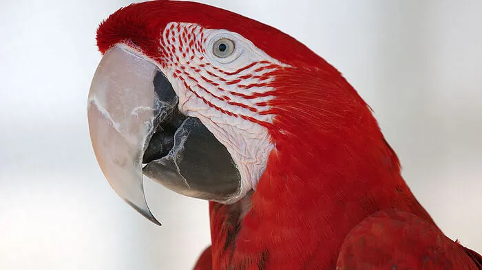 Papgei Rosalinda