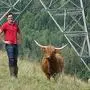 Philipp Maier züchtet in St. Dionysen in der Gemeinde Bruck Schottische Hochlandrinder