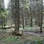 So sieht es aus, das Moor-Gebiet auf der Teichalm
