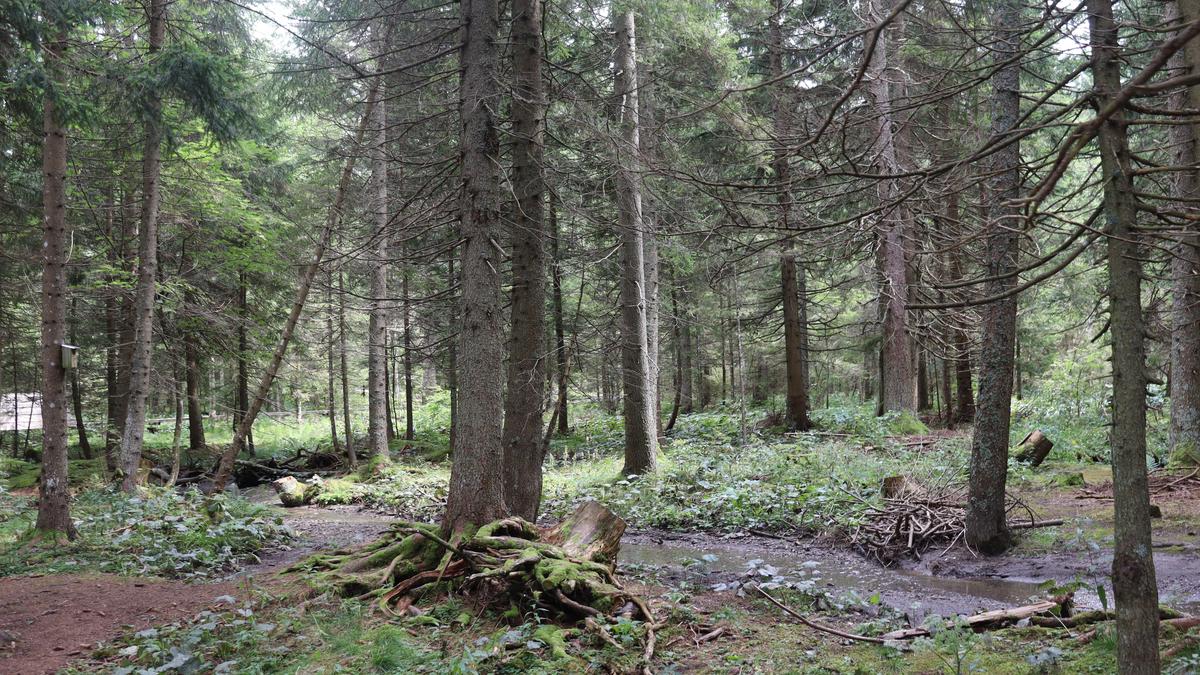 So sieht es aus, das Moor-Gebiet auf der Teichalm