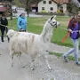 Miteinander gehen und auf einander zugehen: Vertrauen ist bei einer Lama-Wanderung gefragt