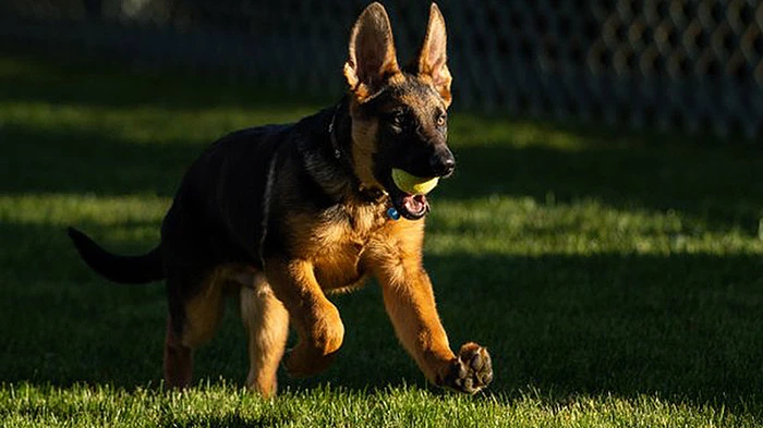 Präsidenten und ihre tierische Begleiter Dieser junge Deutsche Schäferhund namens "Commander" ist ab sofort an der Seite von US-Präsident Joe Biden. Seine Vorgänger waren "Champ" und "Major" - der Letztere lebt noch, wenn auch außerhalb des Weißen Hauses.