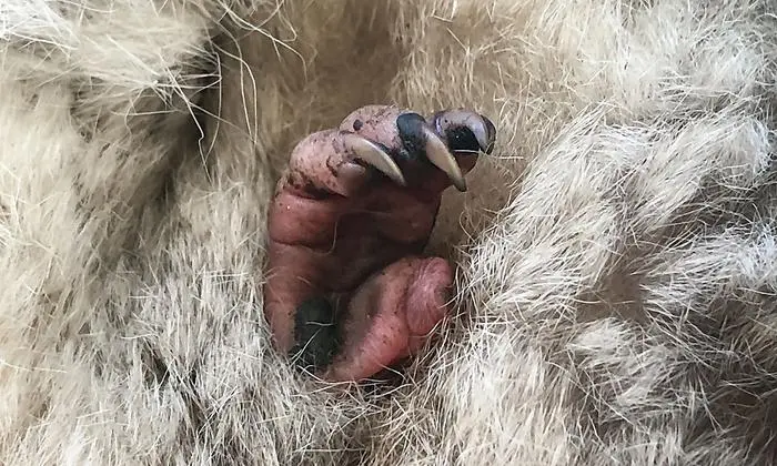 Von Zeit zu Zeit ragt eine kleine Pfote aus dem Beutel des Muttertiers