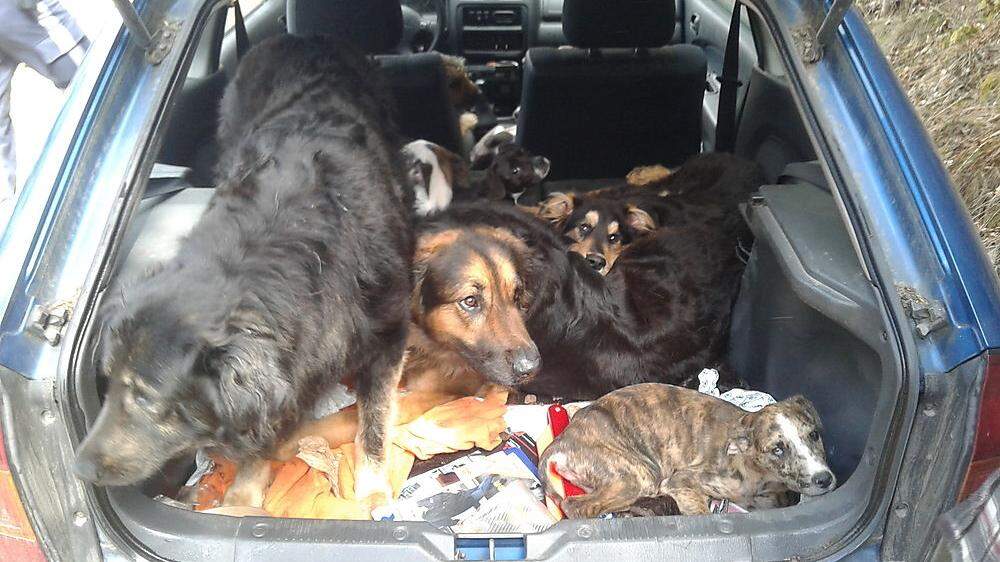 Kärntnerin wegen Tierquälerei verurteilt. Sie hat heuer zehn ihrer Hunde sediert und in einem Auto eingesperrt