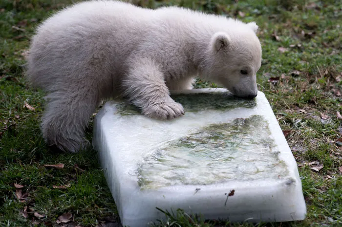 "Quintana" heißt die verspielte Eisbärin.