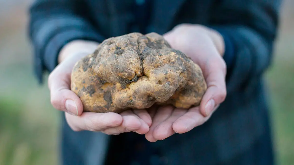 Tartufo-Bianco_1668428216228229.jpg