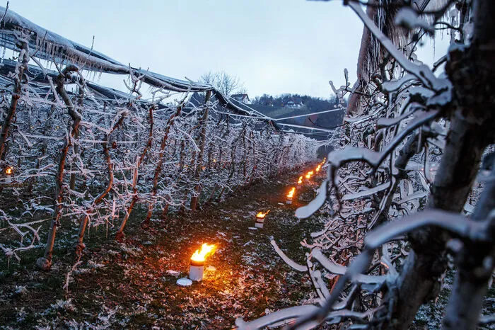 Dienstagfrüh um 6 Uhr gab es abermals für Obstbäume nicht vorteilhafte Minusgrade zwischen minus 1 Grad (Feldbach) und minus 3,1 Grad (Gleisdorf).