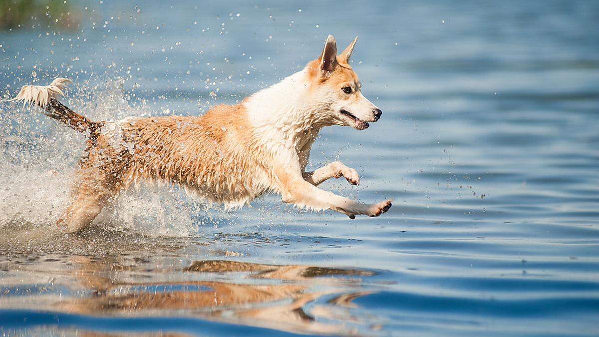 Bedespaß für Hunde geht sich heute allerdings aus