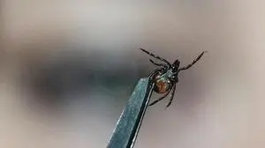 Pinzette mit einer gefangenen Zecke