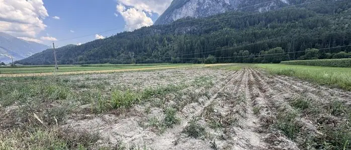 Ernteausfälle in Osttirol | In Tristach hat die Trockenheit den Erdäpfelfeldern zugesetzt