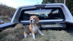 Beagle-Hündin Kira wurde von einem anderen Hund totgebissen	