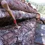 Sujet Holz, Holzstämme, Baumstämme, Stamm, Stämme, Holzarbeit, Forstarbeit, Rundholz, Motorsäge, Fichten- und Lärchenholz aus den Nockbergen, Hacke