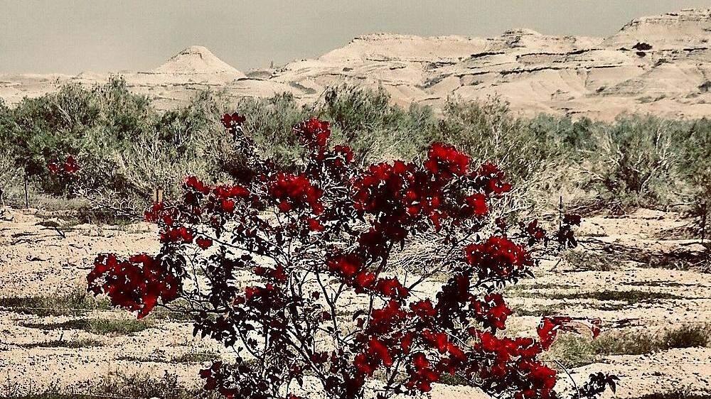 Ein blühender Strauch in der Judäischen Wüste zwischen Jericho und Jerusalem, dem Schauplatz von Wirken, Tod und Auferstehung Jesu