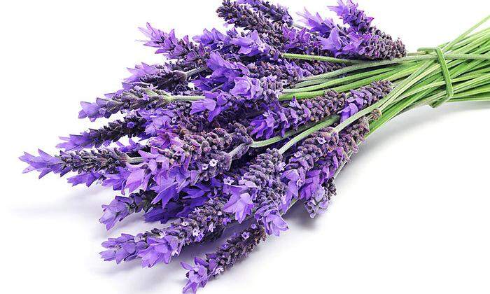 Lavendel für das Kräuterkissen