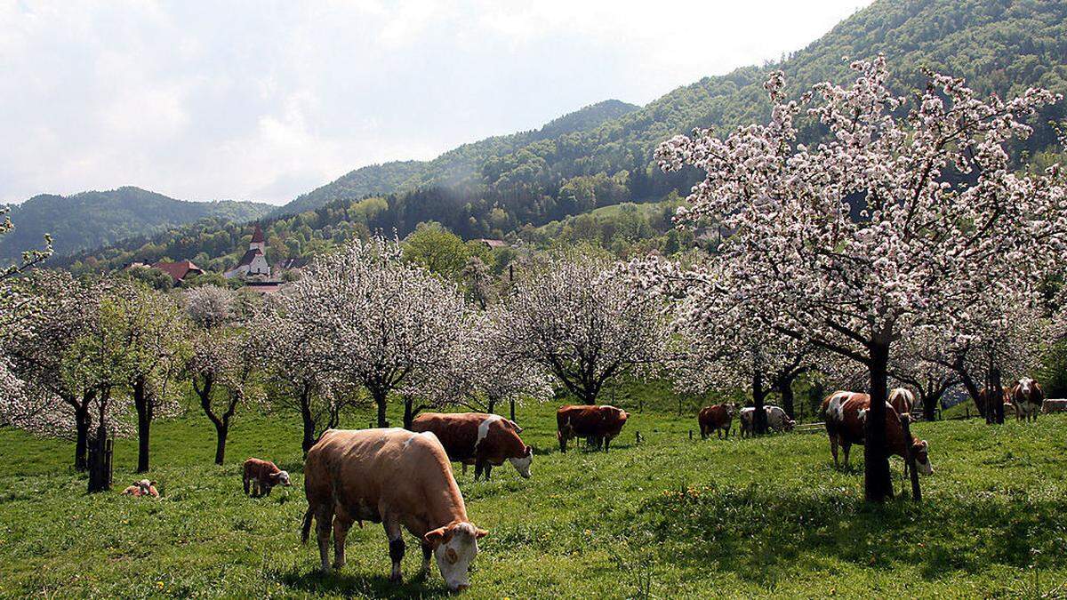 Im Granitztal und im Lavanttal findet man den größten Bestand an Streuobstwiesen in Kärnten 