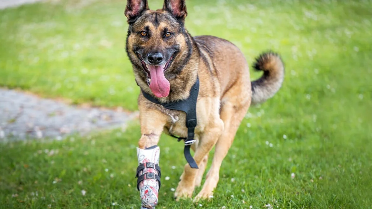 Der Belgische Schäferhund Henry mit der neuartigen Prothese