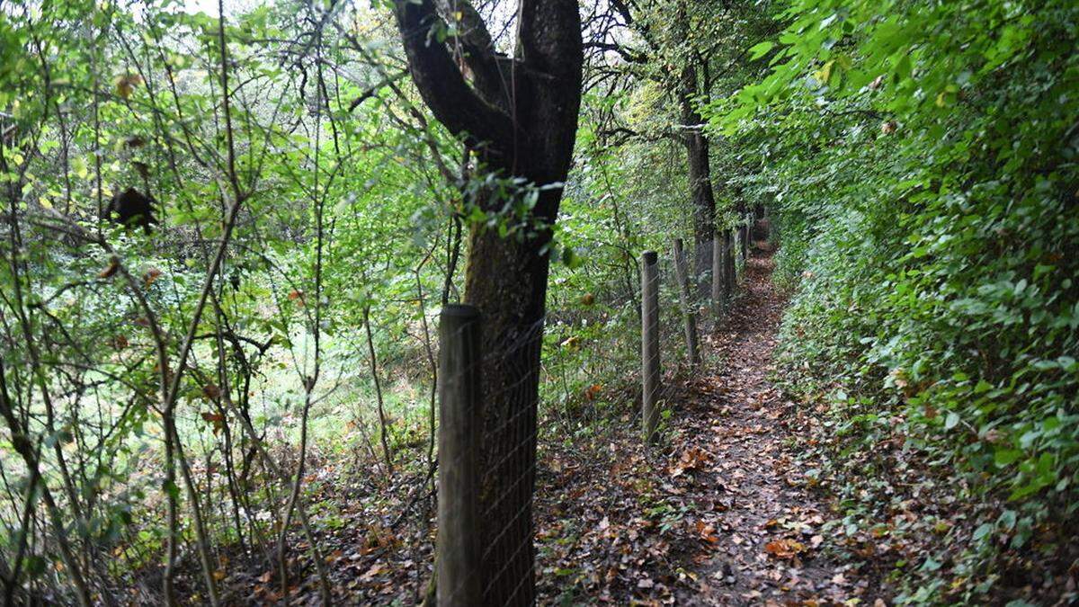 Das Waldstück am oberen Ende der Schießstattgasse in Gleisdorf links vom Zaun sorgt für Diskussionen