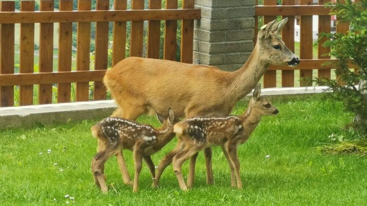 Lott mit ihrem Nachwuchs im Doppelpack zu Besuch bei Wibmer
