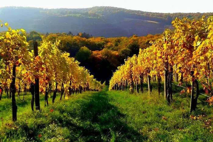 Diese bunt gefärbten Weinhänge lichtete Leserreporterin Helga Galler in Fluttendorf (Gemeinde Mureck) ab.