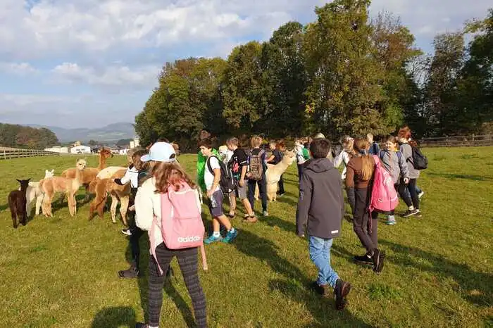 Alpaka-Wanderungen sind in Untersafen sehr beliebt