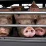 Beim Tiertransport in der EU und in Drittstaaten kann viel Leid verhindert werden. Die EU hat das Thema aufgegriffen