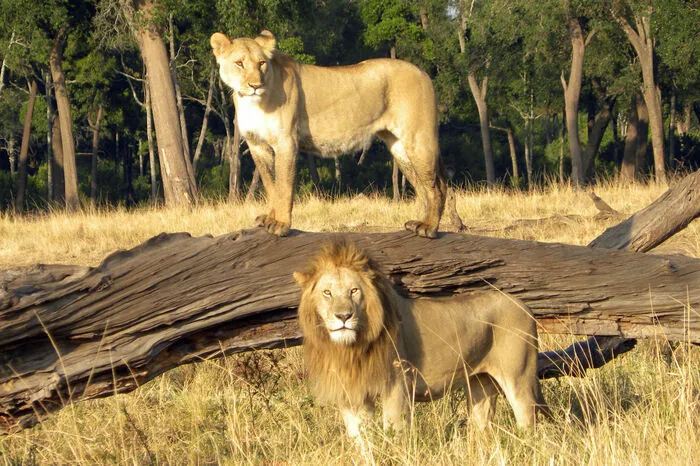 Königliches Fotomotiv in der Masai Mara.