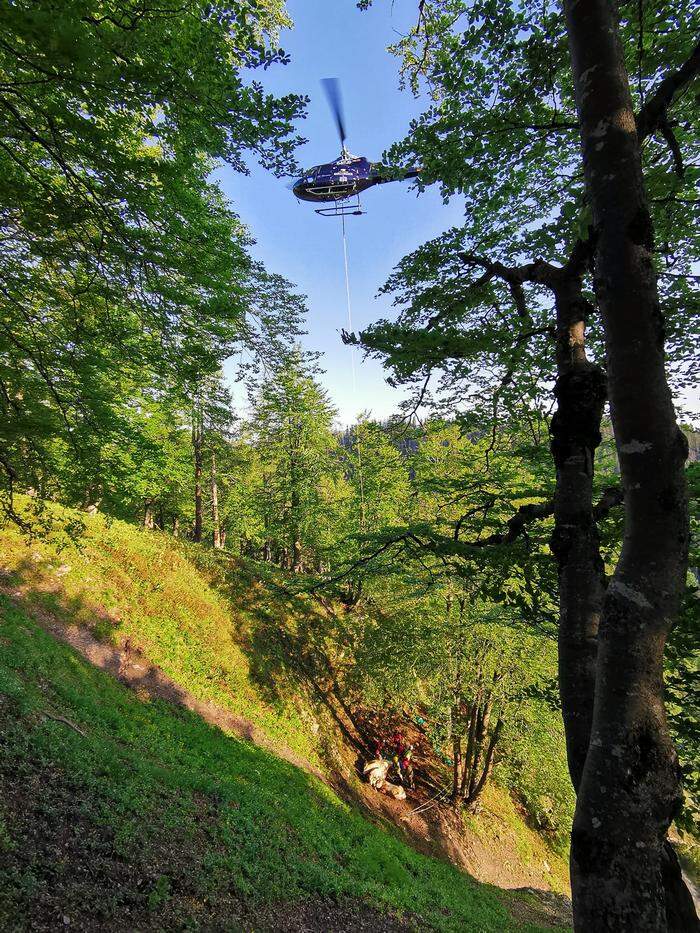 Per Hubschrauber und Bergenetz wurden die Rinder aus ihrer misslichen Lage befreit