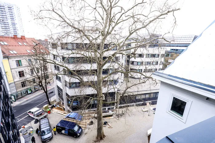Der Baum im Zentrum: Um die geschützte Platane musste das Start-up-Zentrum "herumgeplant" werden, wie Bernhard Weber erklärt.