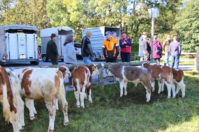 Zwar gab es diesmal etwas weniger Rinder als beim Markt im Frühjahr, dafür war das Besucherinteresse groß. Und natürlich wurde die Gelegenheit gerne genutzt, in gemütlicher Kirtagstimmung bei Speis und Trank zu plaudern. Auch die Kinder des Kindergartens schauten vorbei und freuten sich, die putzigen Kälber streicheln zu dürfen.