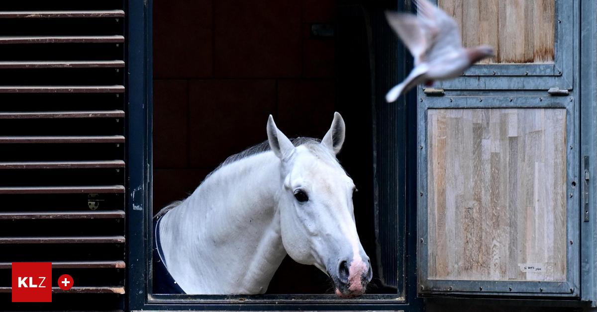 Skandale-und-Machtspiele-Spanische-Hofreitschule-in-Turbulenzen