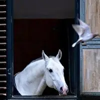 Ein Lipizzaner in den Stallungen der Spanischen Hofreitschule in Wien