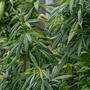 Über das sogenannte Cannabis-Crowdgrowing-Projekt &quot;Juicy Fields&quot; in der Steiermark sollen Anleger rund 400 Millionen Euro verloren haben