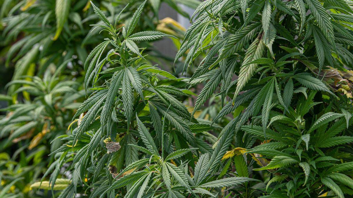 Über das sogenannte Cannabis-Crowdgrowing-Projekt &quot;Juicy Fields&quot; in der Steiermark sollen Anleger rund 400 Millionen Euro verloren haben