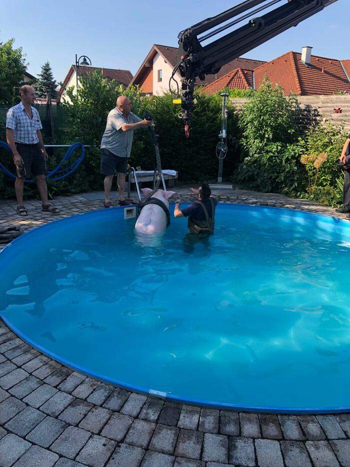 Schließlich kann das Schwein aus dem Pool gehoben werden