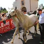 Beim heurigen Lipizzaner-Almabtrieb am 14. September ziehen alle Beteiligten an einem Strang 