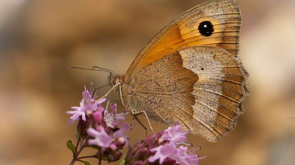 Das Große Ochsenauge war 2020 der am häufigsten gesichtete Schmetterling