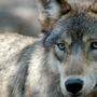 Die DNA-Proben bestätigen, dass ein Wolf das Mufflon-Lamm in Deutsch-Griffen gerissen hat