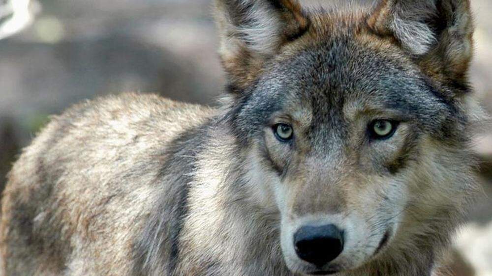 Die DNA-Proben bestätigen, dass ein Wolf das Mufflon-Lamm in Deutsch-Griffen gerissen hat