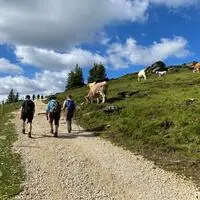 Begegnungen von Wanderern mit Kühen können fatale Folgen haben