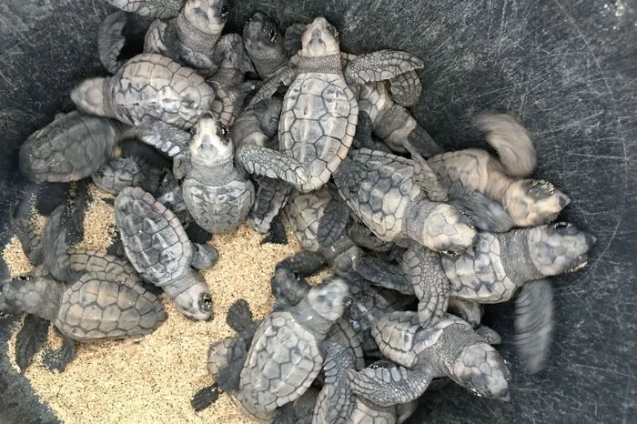 Auf Sal gibt es eingezäunte Nistplätze, wo die Tiere geschützt vor Feinden schlüpfen können. Die Tierschützer bringen sie in der Nacht zum Meer, von wo aus die fünf Zentimeter großen Tiere ihre Reise antreten.