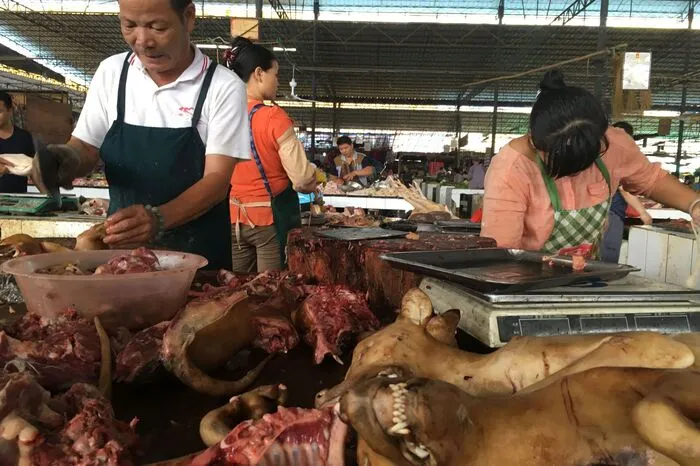 Nach Angaben von Tierschutzaktivisten einigten sich die Behörden mit den Händlern auf einen Kompromiss, wonach pro Stand nur noch zwei Hundekadaver ausgelegt werden dürfen.  