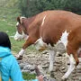 Kühe und Wanderer - haben beide auf der Alm Platz?