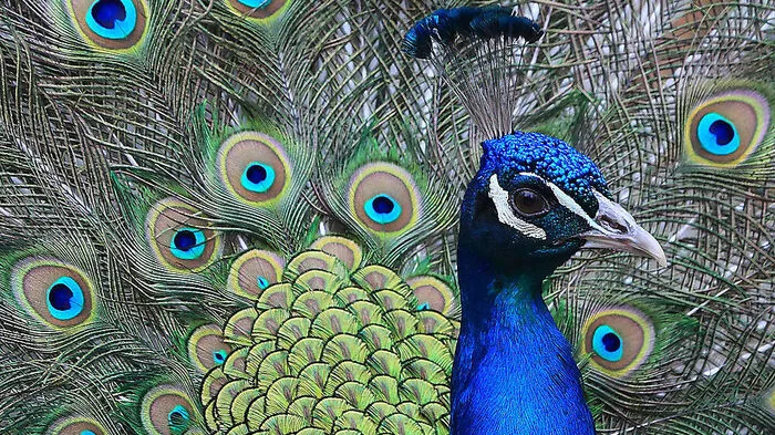 Pfau im Zoo