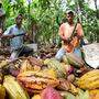 Fairtrade-Bauern bei der Kakao-Ernte in der Dominikanischen Republik 
