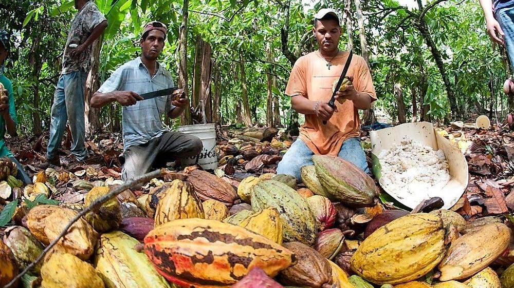 Fairtrade-Bauern bei der Kakao-Ernte in der Dominikanischen Republik 