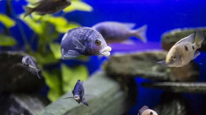 Hans-Peter Neubauer, Mitglied des Aquarienclub Carinthia, hat in seinem Keller 57 Aquarien mit über 1000 Fischen stehen.