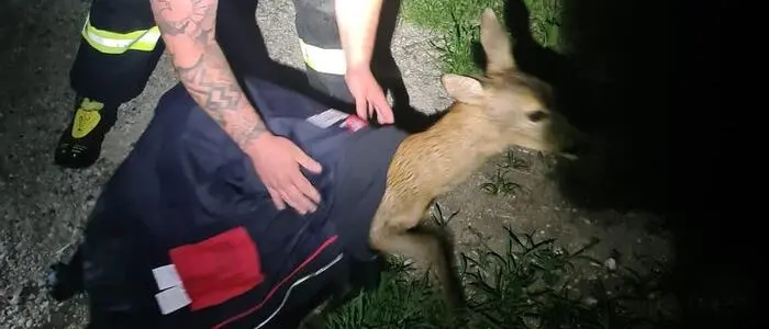 In Niederösterreich konnte die Feuerwehr ein junges Reh aus einem Teich retten