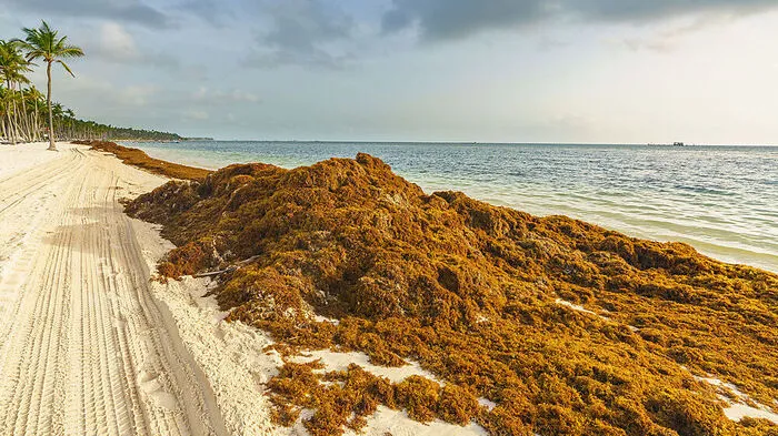 Sargassum bedroht Ökosysteme an Traumstränden der Karibik 