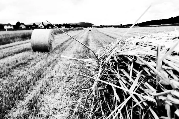 "Landwirtschaft" war das Thema, das Martin Schlemmer in schwarz-weiß abbildete und dafür den ersten Preis in der Klasse Smartphone bekam.