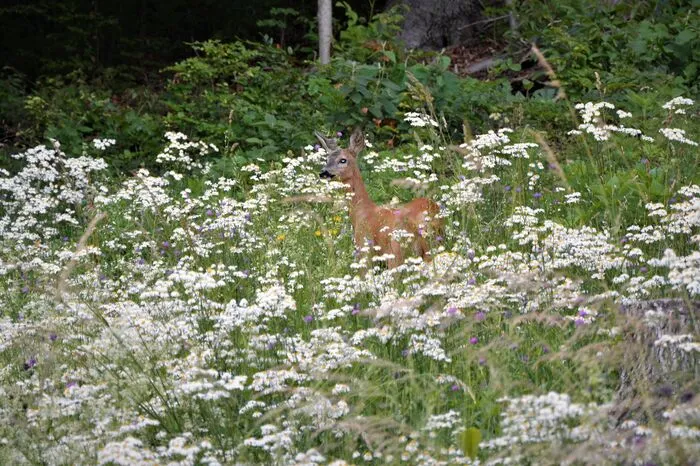 Leserreporterin Margit Schadler fotografierte das Reh auf der Blumenwiese in Wurzing bei Wildon.
